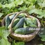 (C) Cucumber seeds from only 1.00 per pack Image 3