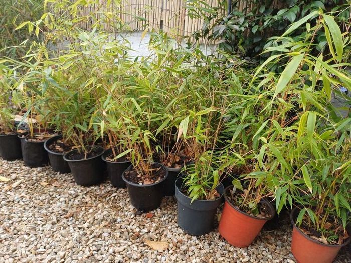 Clumping bamboo (does not spread)