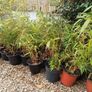 Clumping bamboo (does not spread) Image 2