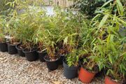 Clumping bamboo non invasive