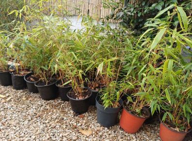Clumping bamboo 1L pots