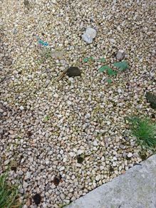 Garden stones