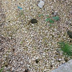Garden stones