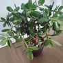 Jade plant Image 5