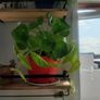 Pilea plant Image 2