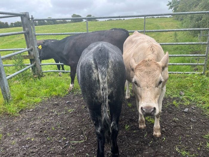 Heifers