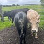 Heifers Image 3