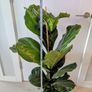 Fiddle leaf Fig Plant Image 4