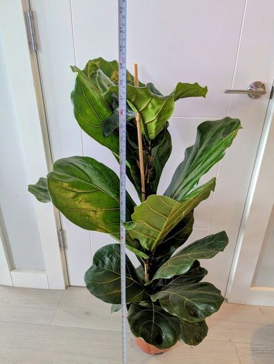 Fiddle leaf Fig Plant