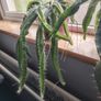 Cutting of Tropical Climbing Cactus Image 4