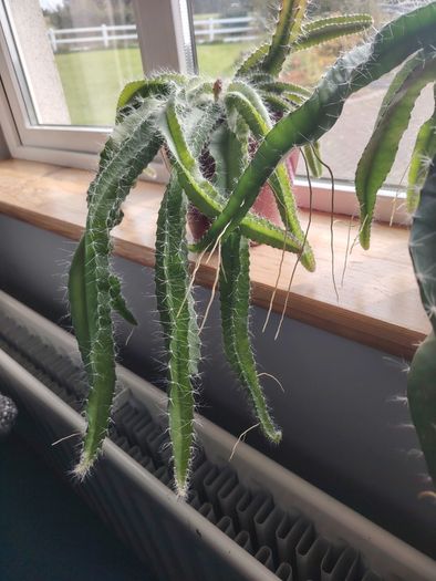 Cutting of Tropical Climbing Cactus