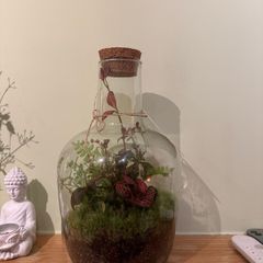 plants