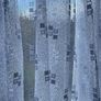 Net curtains Image 2