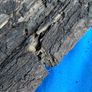bog oak Image 3