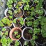 Strawberry plants x 6 Image 2