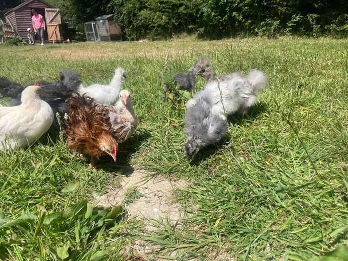 silkie chicks