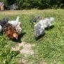 silkie chicks Image 7