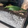 Tarantulas Image 4