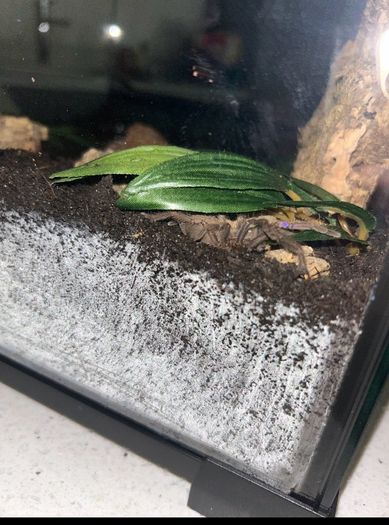 Tarantulas