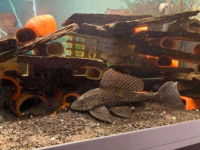 fish