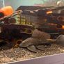 fish Image 8