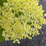 Hydrangea Image 4
