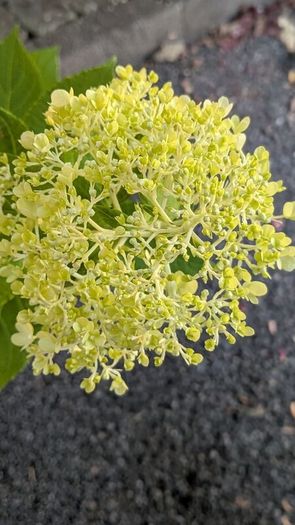Hydrangea