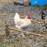 roosters Image 8