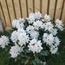 Rhododendron Snow White Image 2