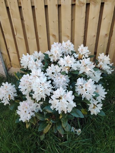 Rhododendron Snow White