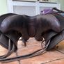 Horse saddle cavaletti collection, girt, stirrups Image 9