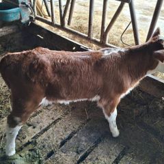 Calf