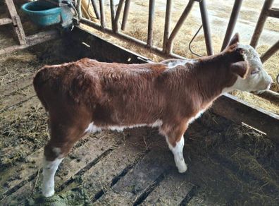 Calf