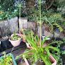 Agapanthus Image 5