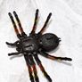 Pre Owned ZURU Robo Alive Giant Tarantula Image 3