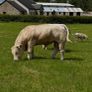 Pedigree Charolais Bulls Image 6