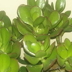 Jade plant