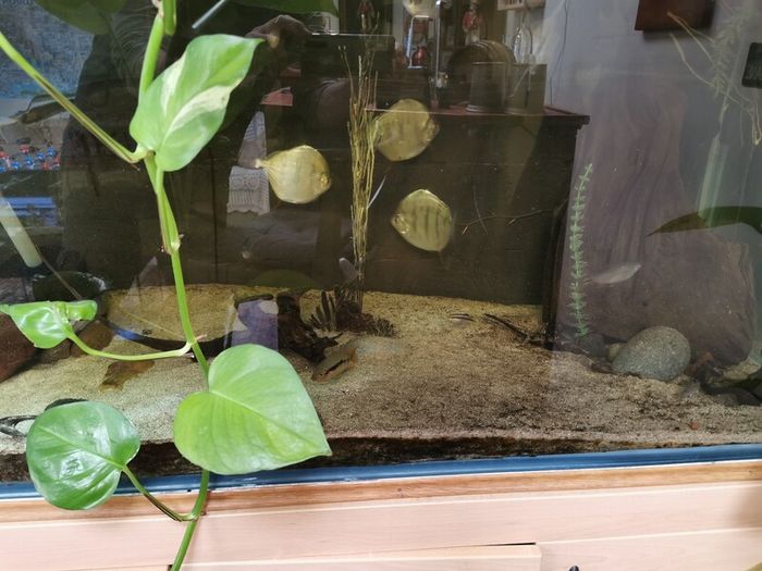 720 ltr aquarium