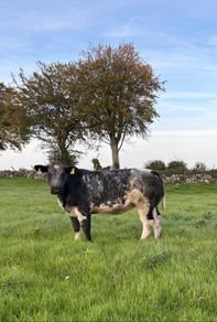 Blue heifers