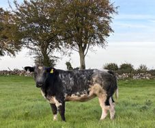 Blue heifers