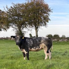 Blue heifers