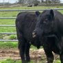 Lovely PBAA bull , has heifers served Image 3