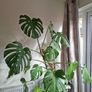 Monstera Deliciosa plant Image 2