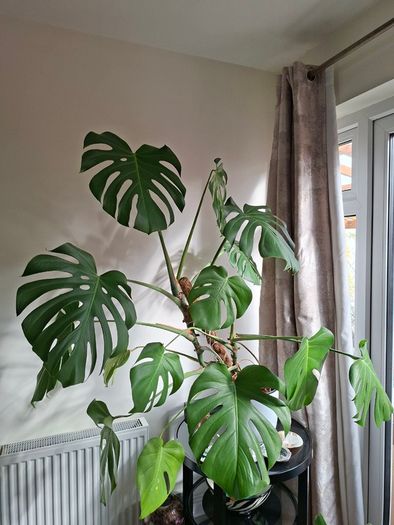 Monstera Deliciosa plant