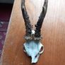 4 x roe deer skulls Image 4