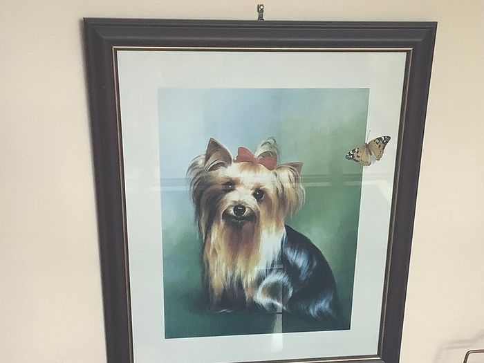 Beautiful Large Yorkshire Dog Framed Picture