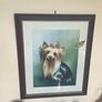 Beautiful Large Yorkshire Dog Framed Picture Image 2
