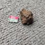 Meteorite Sericho pallasite 11.67g Image 3