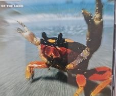 Prodigy - The Fat Of Land.