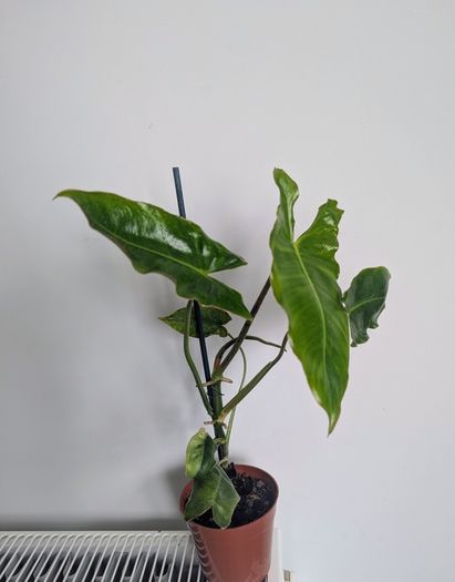 Philodendron Burle Marx Plant